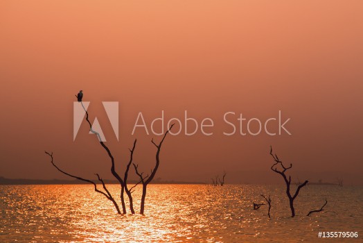 Picture of Fish Eagle in a tree